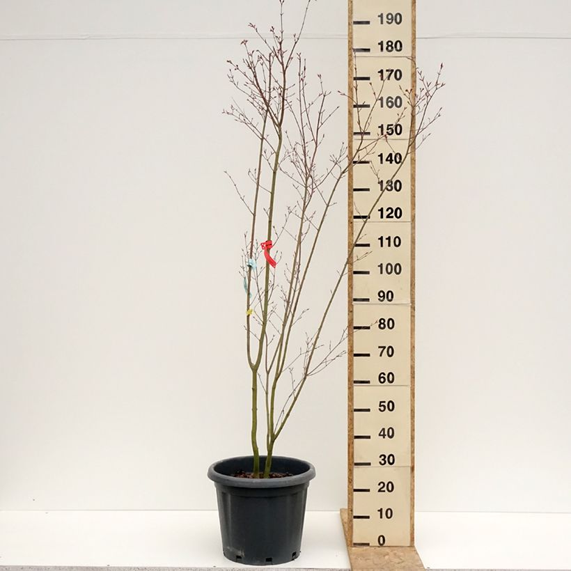 Arce japonés Redwine Maceta 20L/25LAltura de entrega aprox. 150/+cm Ejemplar entregado en la primavera