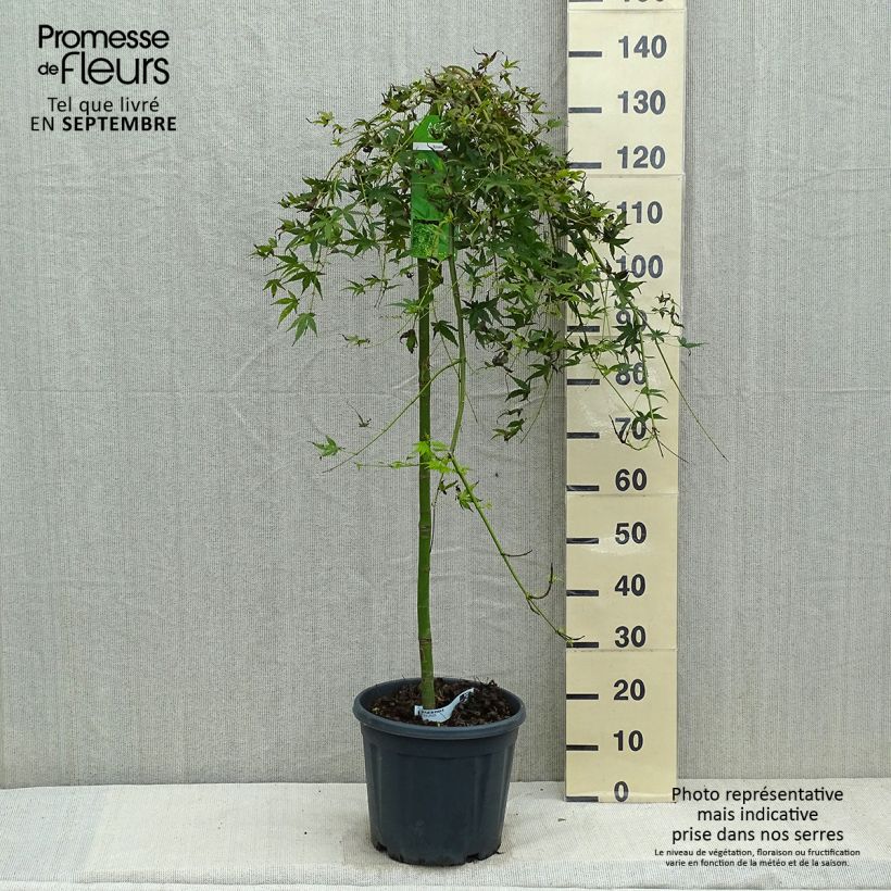 Ejemplar de Arce japonés Ryusen Maceta 12L/15L entregado en otoño