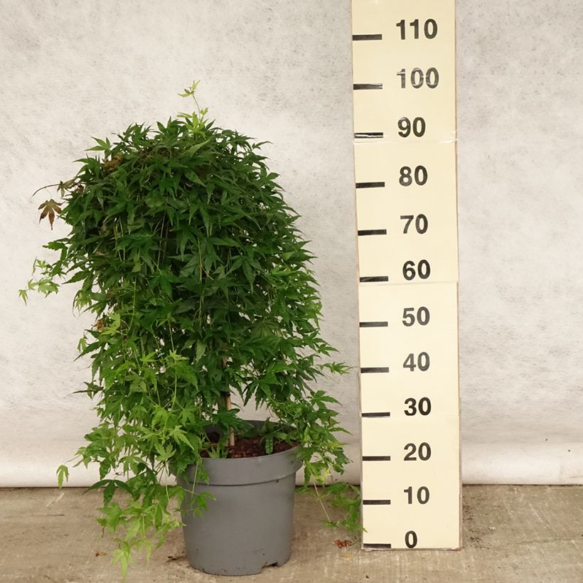 Ejemplar de Arce japonés Ryusen Maceta 12L/15LAltura de entrega aprox. 70/+cm entregado en verano