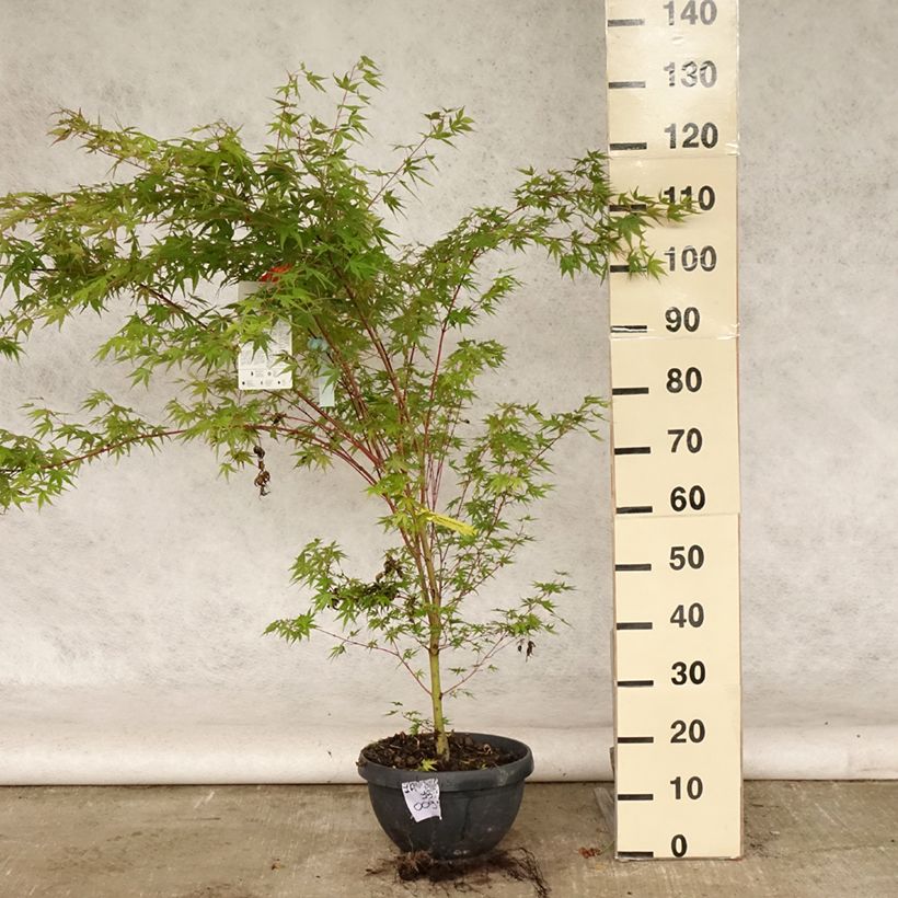 Ejemplar de Arce japonés Sangokaku - Acer palmatum Maceta 6L/7LAltura de entrega aprox. 50/60cm entregado en verano