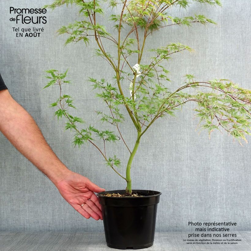 Ejemplar de Arce japonés palmeado Seiryu - Acer palmatum Maceta 3L/4L entregado en verano