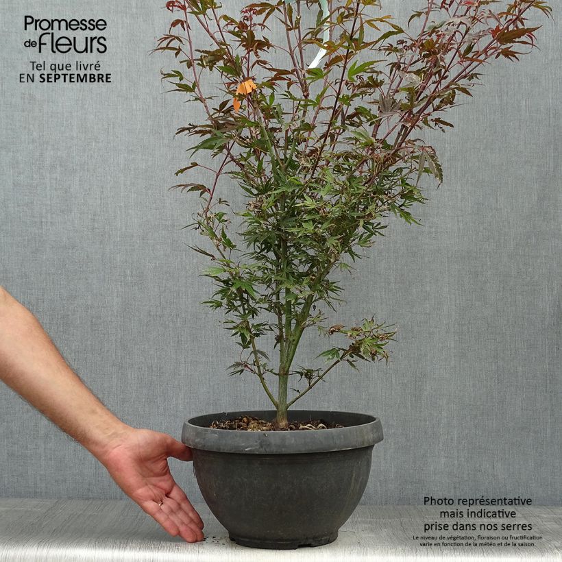 Ejemplar de Arce japonés Shaina Maceta 6L/7L entregado en otoño
