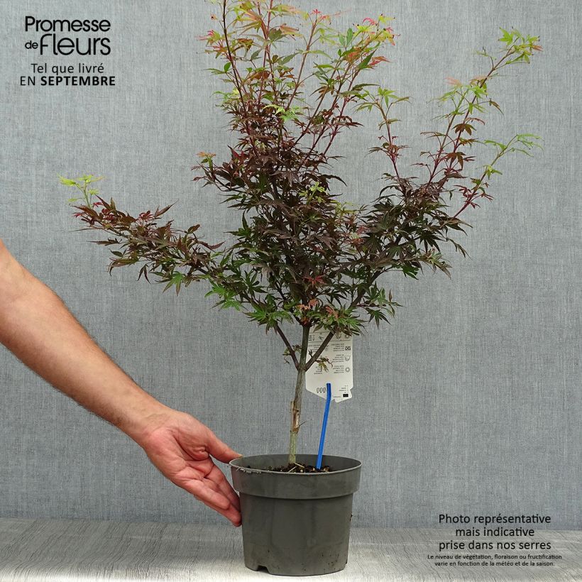 Ejemplar de Arce japonés Shaina Maceta 3L/4L entregado en otoño