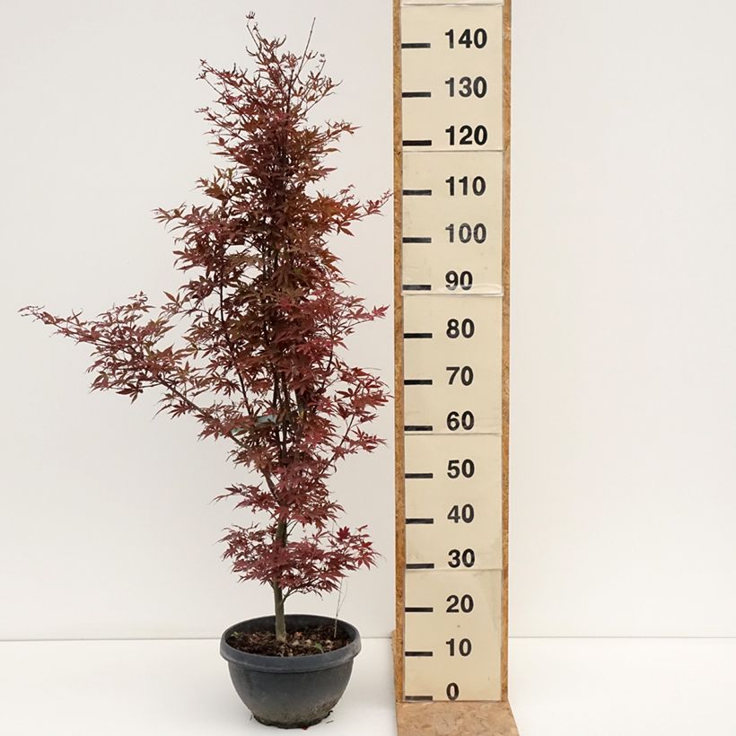 Ejemplar de Arce japonés Skeeter's Broom Maceta 7,5L / 10L entregado en verano