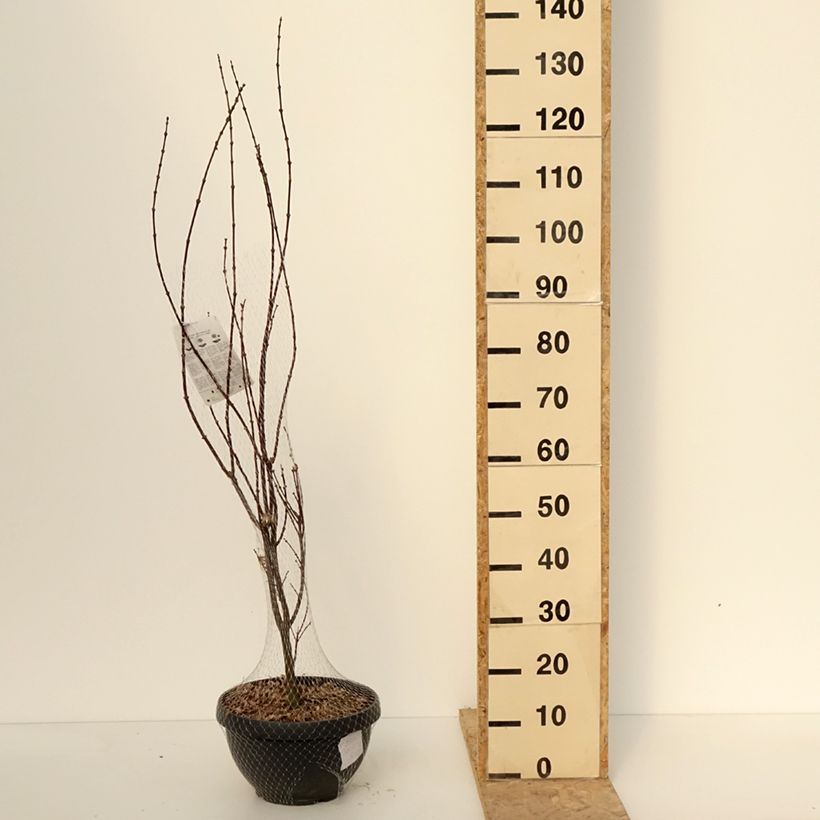 Arce japonés Skeeter's Broom Maceta 7,5L / 10L Ejemplar entregado en invierno