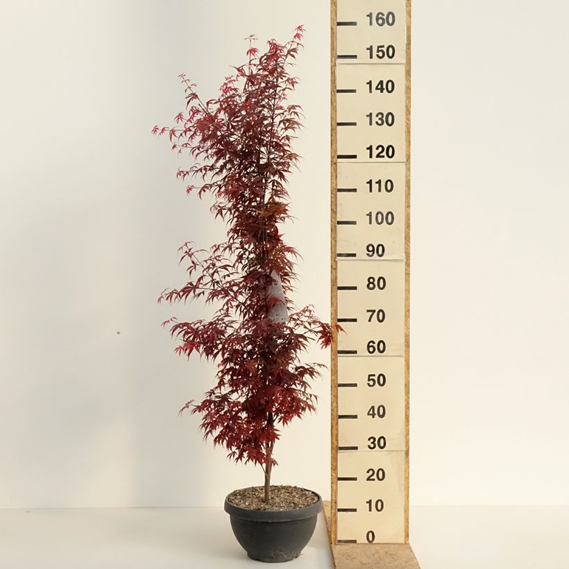 Arce japonés Skeeter's Broom Maceta 7,5L / 10LAltura de entrega aprox. 80/+cm Ejemplar entregado en la primavera