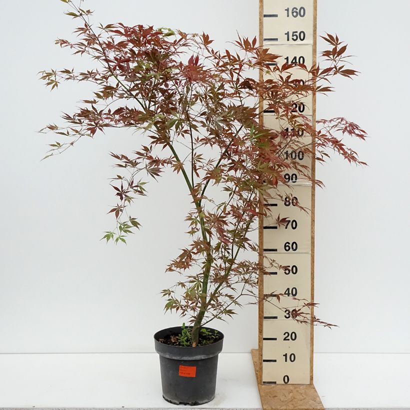 Ejemplar de Arce japonés Sumi-nagashi Maceta 12L/15L entregado en verano