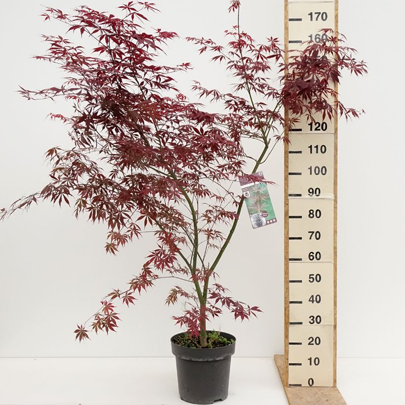 Arce japonés Sumi-nagashi Maceta 12L/15LAltura de entrega aprox. 130/135cm Ejemplar entregado en la primavera
