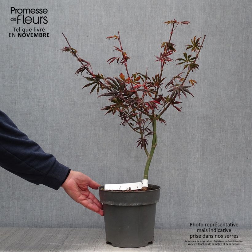 Ejemplar de Arce japonés Trompenburg Maceta 3L/4L entregado en otoño