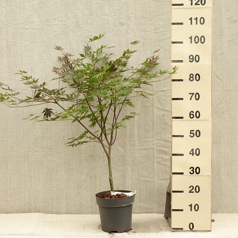 Ejemplar de Arce japonés Trompenburg Maceta 3L/4LAltura de entrega aprox. 40/60cm entregado en verano