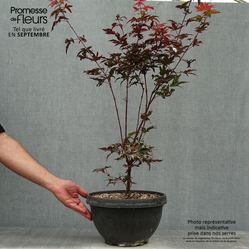 Ejemplar de Arce japonés Twomblys Red Sentinel Maceta 7,5L / 10L entregado en otoño