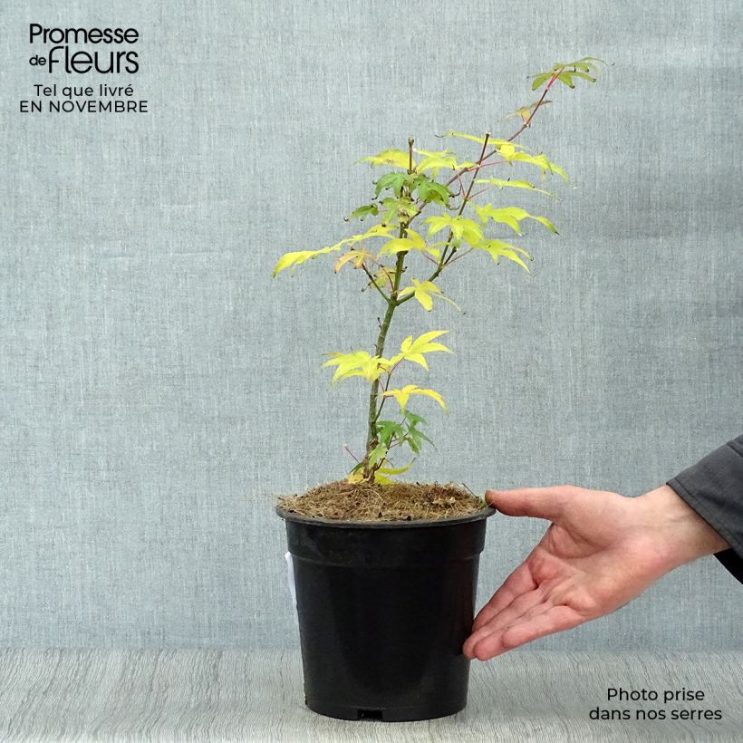 Ejemplar de Arce japonés Ukigumo Maceta 3L/4L entregado en otoño