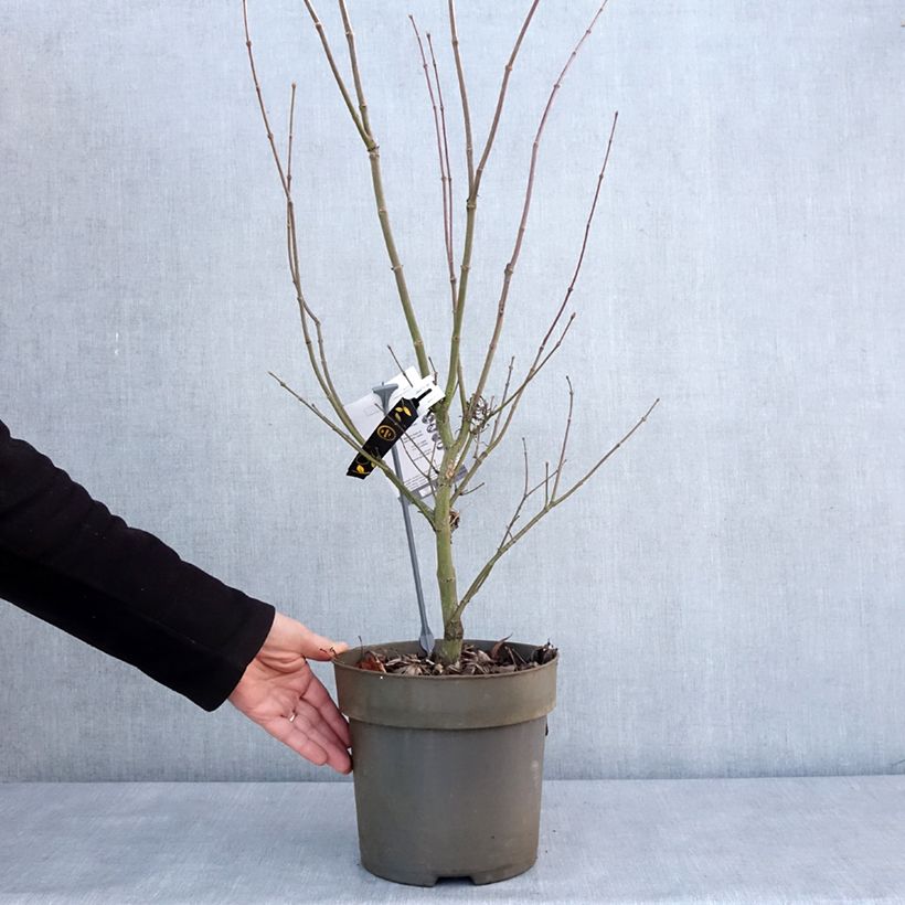 Arce japonés Villa taranto Maceta 4L/5L Ejemplar entregado en invierno