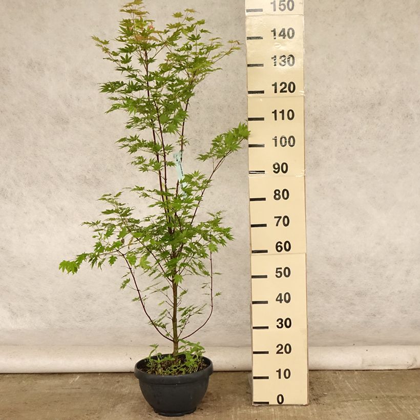 Ejemplar de Arce de Shirasawa Jordan - Acer shirasawanum Maceta 7,5L / 10LAltura de entrega aprox. 100/120cm entregado en verano