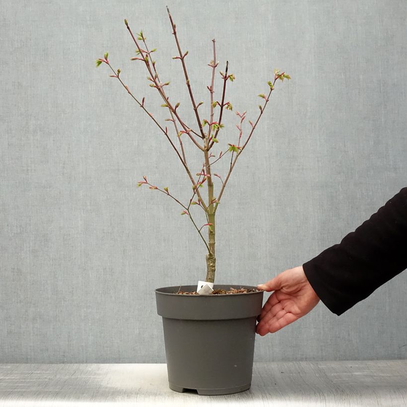 Arce de Shirasawa Moonrise - Acer shirasawanum Maceta 6L/7LAltura de entrega aprox. 40/60cm Ejemplar entregado en la primavera