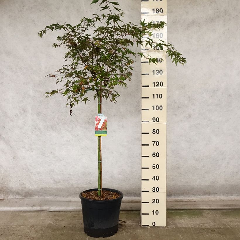 Ejemplar de Arce japonés Beni Maiko Maceta 12L/15L entregado en otoño