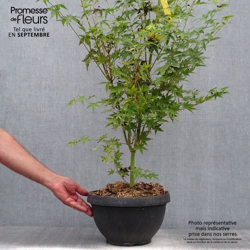 Ejemplar de Arce japonés Bi Hoo - Acer palmatum Maceta 7,5L / 10L entregado en otoño