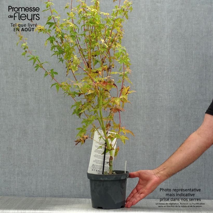 Ejemplar de Arce japonés Bi Hoo - Acer palmatum Maceta 2L/3LAltura de entrega aprox. 60cm entregado en verano