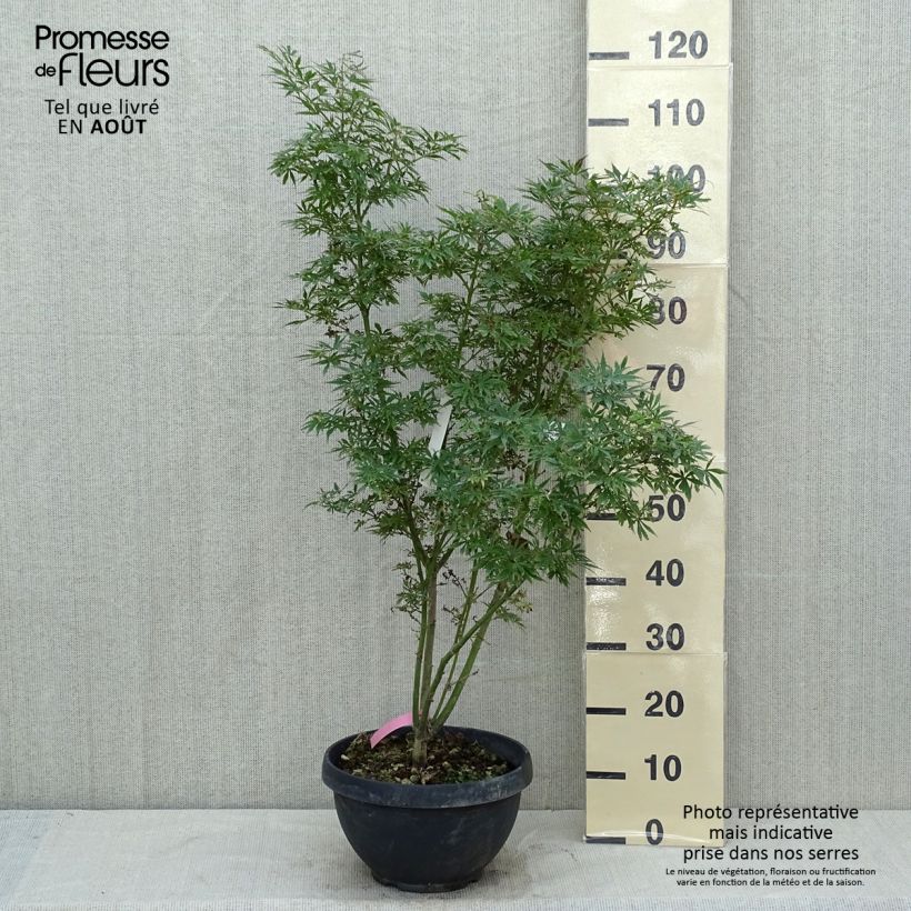 Ejemplar de Arce japonés Jerre Schwartz Maceta 7,5L / 10LAltura de entrega aprox. 60/70cm entregado en verano