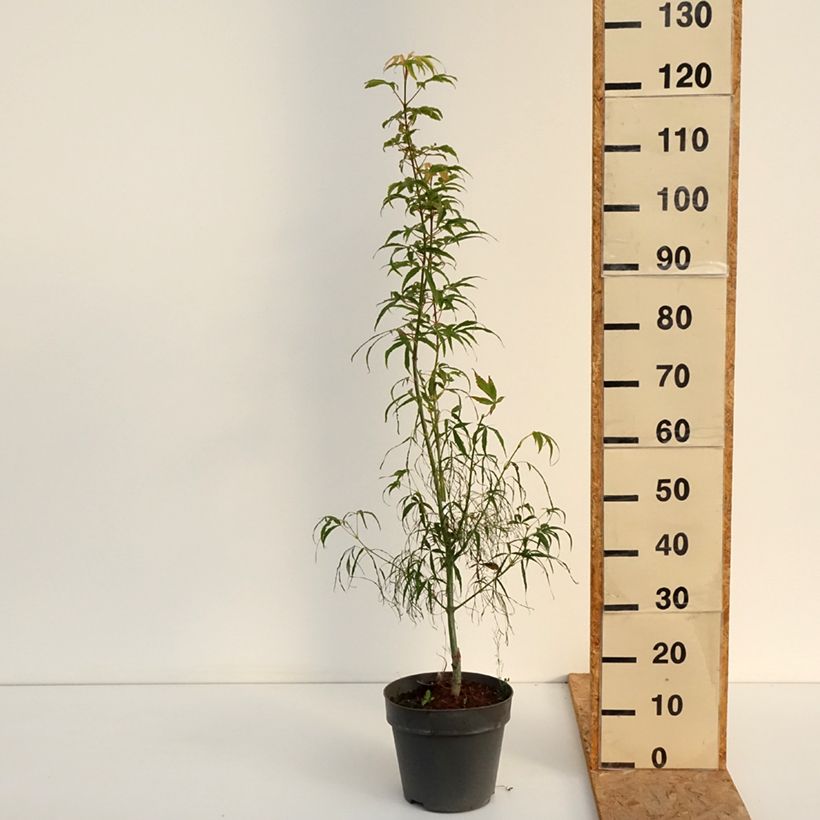 Ejemplar de Arce japonés Koto-No-Ito - Acer palmatum Maceta 6L/7L entregado en verano