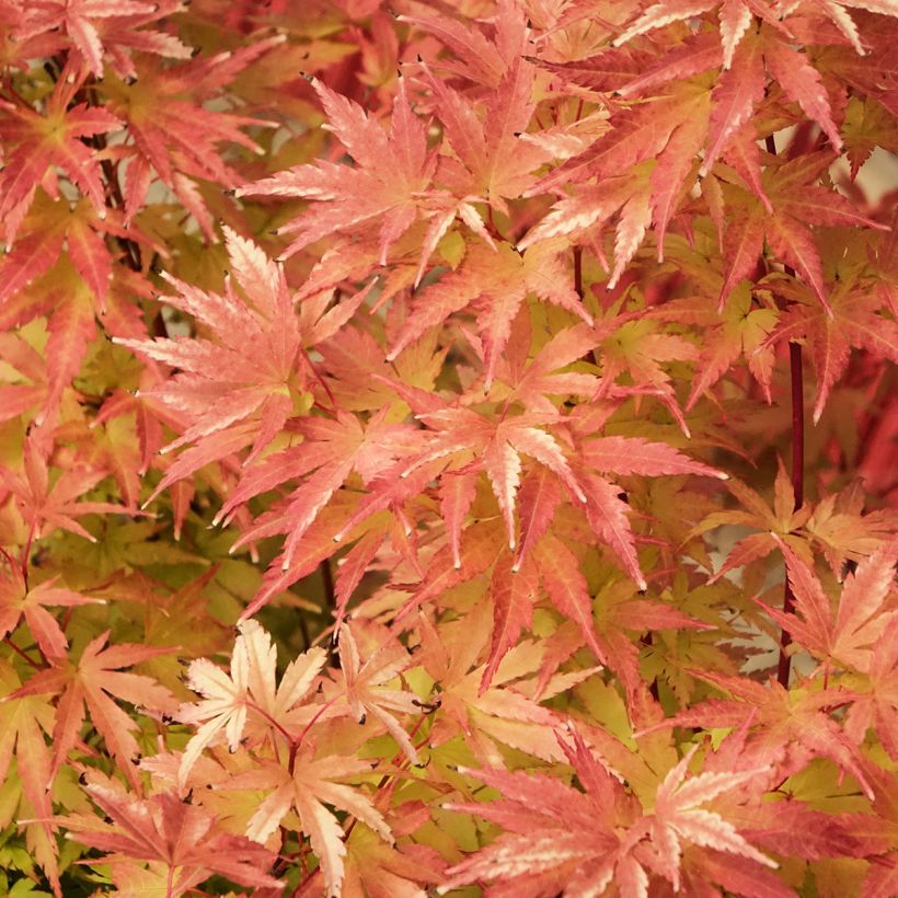 Acer palmatum Red Wood - Arce japonés (Follaje)
