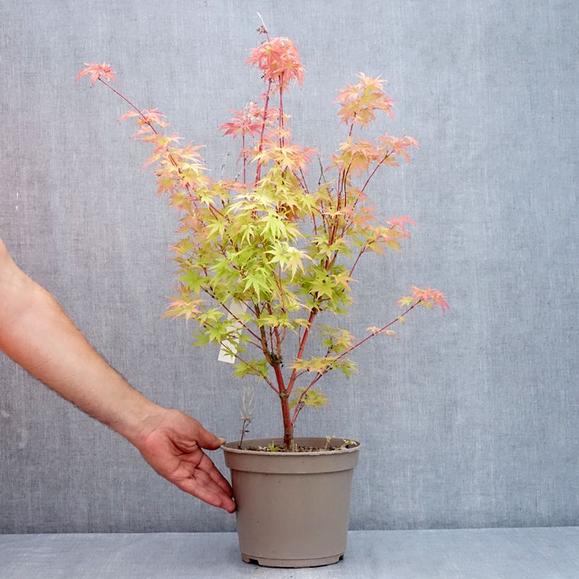 Ejemplar de Acer palmatum Red Wood - Arce japonés Maceta 4L/5L entregado en verano