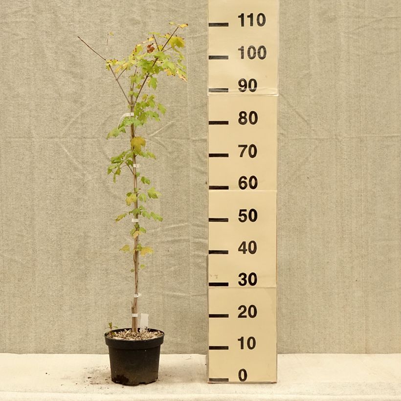 Ejemplar de Acer Orientalia Maceta 3L/4L entregado en otoño