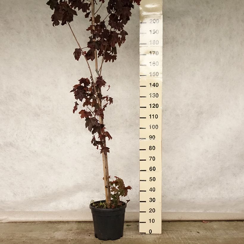 Ejemplar de Arce real Crimson King - Acer platanoides Maceta 20L/25LAltura de entrega aprox. 260/280cm entregado en verano