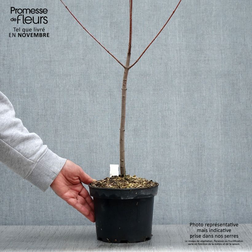 Ejemplar de Arce de Canadá - Acer rubrum Maceta 3L/4L entregado en otoño