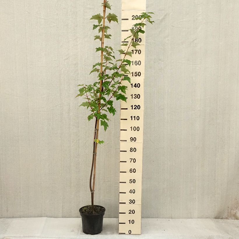 Ejemplar de Arce de Canadá - Acer rubrum Maceta 7,5L/10L entregado en verano