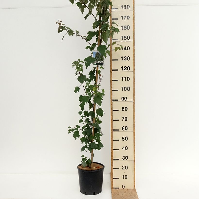 Ejemplar de Acer rubrum Summer Red Maceta 12L/15L entregado en verano