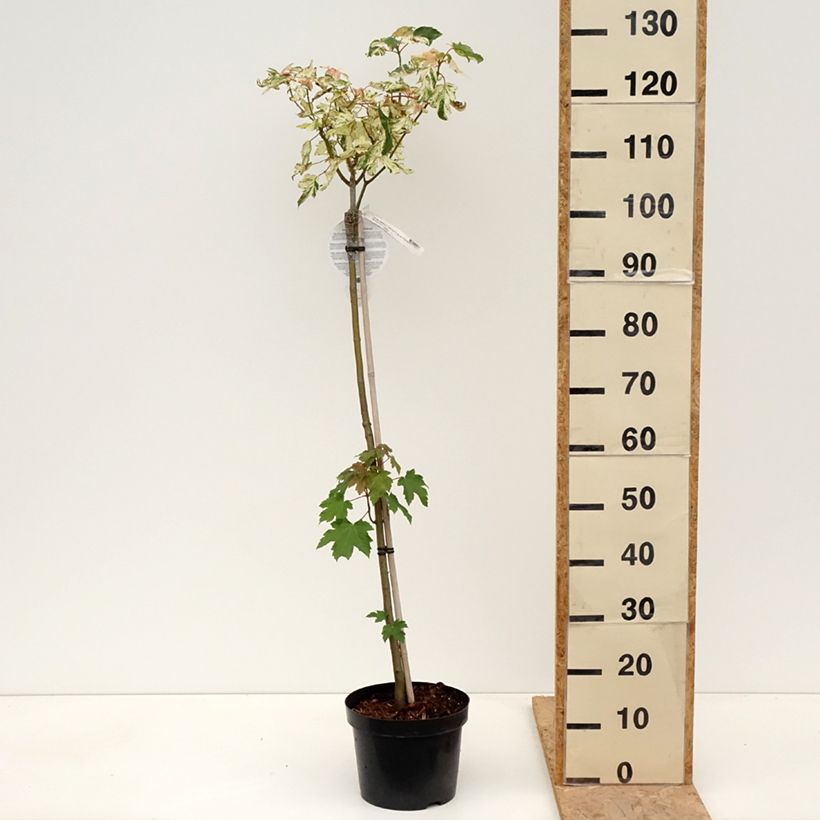 Acer pseudoplatanus Simon-Louis Frères - Arce blanco Maceta 4L/5L Ejemplar entregado en la primavera