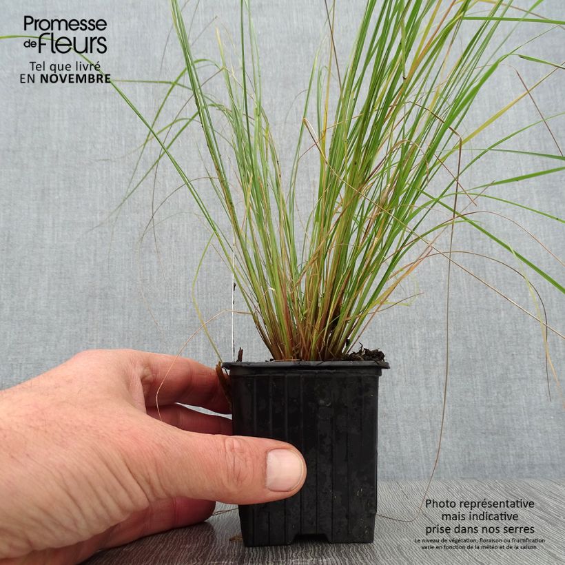 Ejemplar de Eragrostis curvula - Pasto amargo Maceta de 8/9 cm entregado en otoño