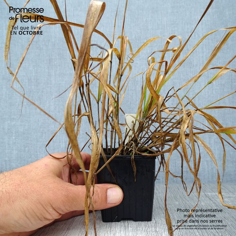 Ejemplar de Eragrostis spectabilis - Pasto de plumas Maceta de 8/9 cm entregado en otoño