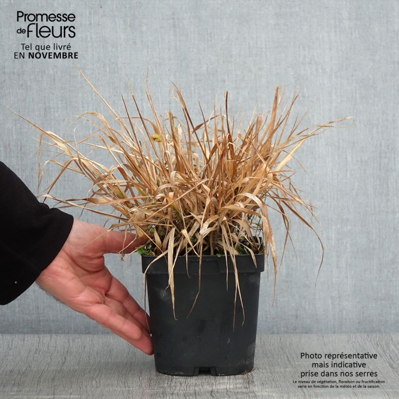 Ejemplar de Eragrostis spectabilis - Pasto de plumas Maceta 1,5L/2L entregado en otoño