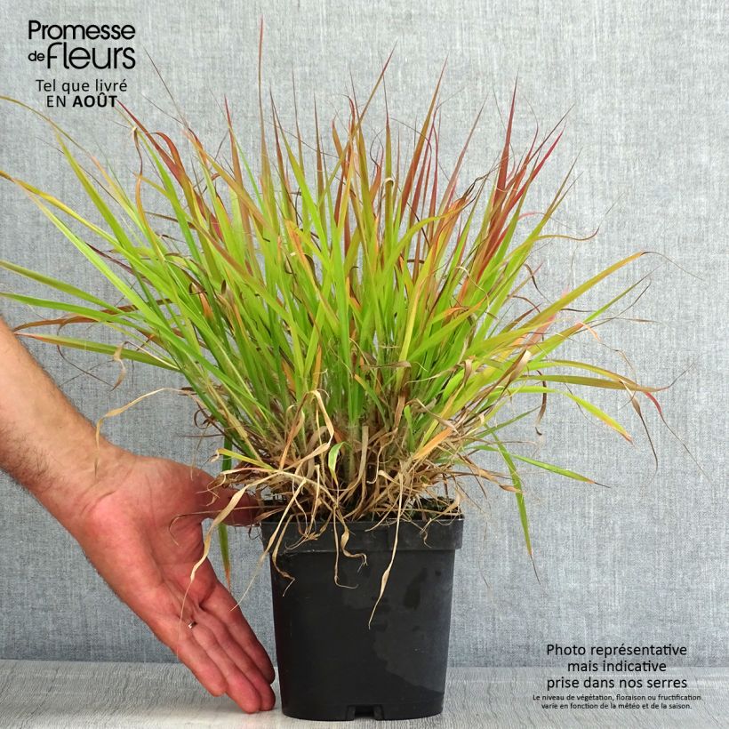 Ejemplar de Eragrostis spectabilis - Pasto de plumas Maceta 1,5L/2L entregado en verano