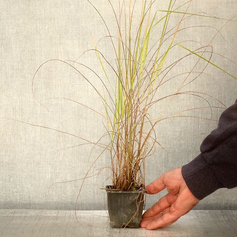 Ejemplar de Eragrostis trichodes - Pasto de rabo de zorro Maceta de 8/9 cm entregado en otoño