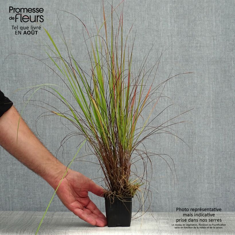 Ejemplar de Eragrostis trichodes - Pasto de rabo de zorro Maceta de 8/9 cm entregado en verano