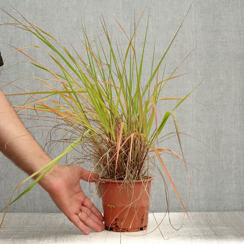 Ejemplar de Eragrostis trichodes - Pasto de rabo de zorro Maceta 1L/1,5L entregado en verano