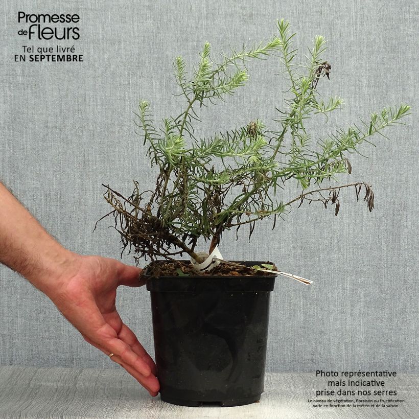 Ejemplar de Eremophila caerulea nivea Beryl's Blue Maceta 3L/4L entregado en otoño