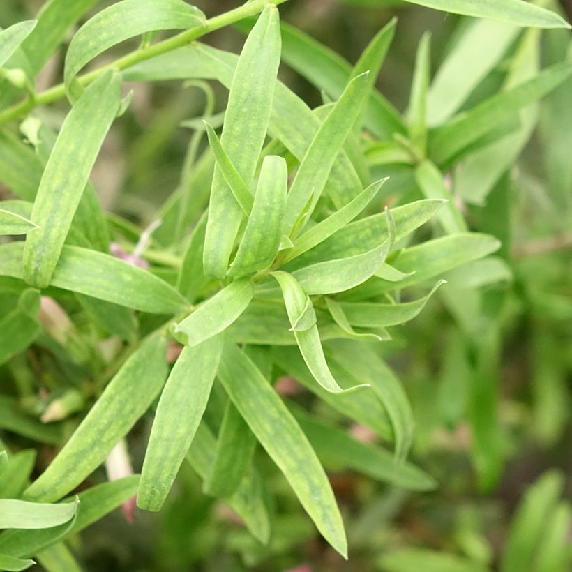 Eremophila laanii (Follaje)