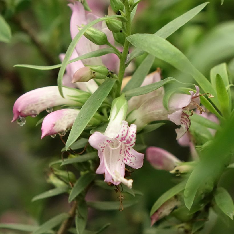 Eremophila laanii (Floración)