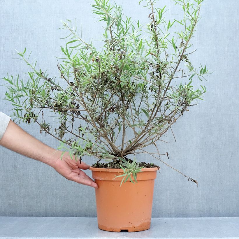 Ejemplar de Eremophila laanii - Erémophile Maceta 7,5L/10L entregado en verano