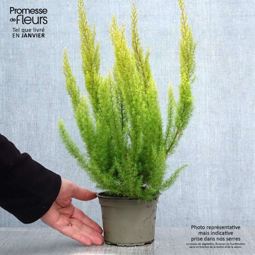 Erica arborea Albert's Gold - Brezo blanco Maceta 1L/1,5L Ejemplar entregado en invierno