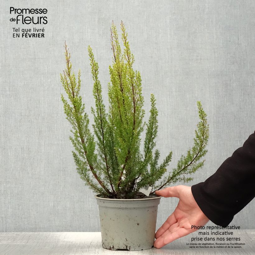 Erica arborea Alpina - Brezo blanco Maceta 2L/3L Ejemplar entregado en invierno