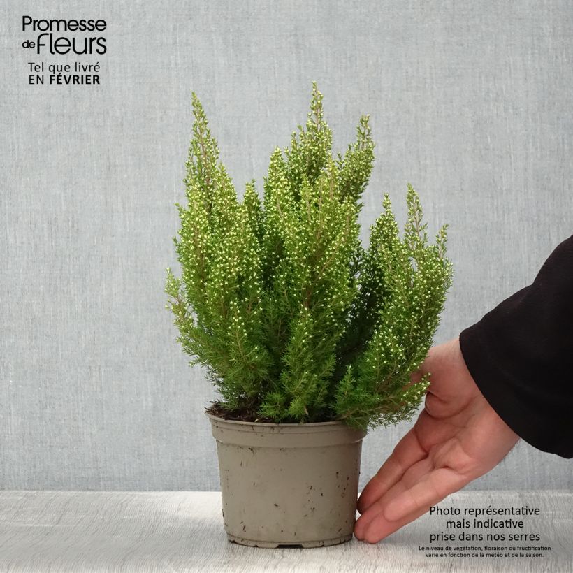 Erica arborea Estrella Gold - Brezo blanco Maceta 1L/1,5L Ejemplar entregado en invierno