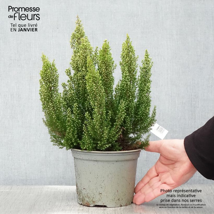 Erica arborea Estrella Gold - Brezo blanco Maceta 2L/3L Ejemplar entregado en invierno