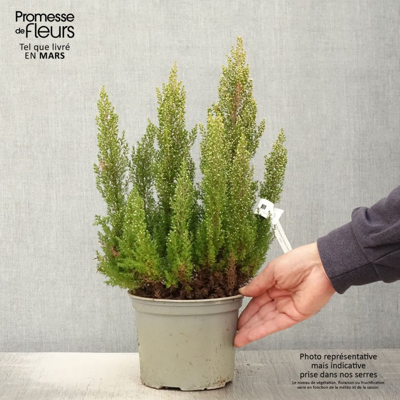 Erica arborea Estrella Gold - Brezo blanco Maceta 2L/3L Ejemplar entregado en la primavera