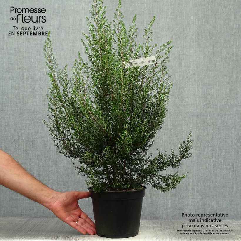 Ejemplar de Erica canaliculata - Brezo de turbera Maceta 4L/5L entregado en otoño