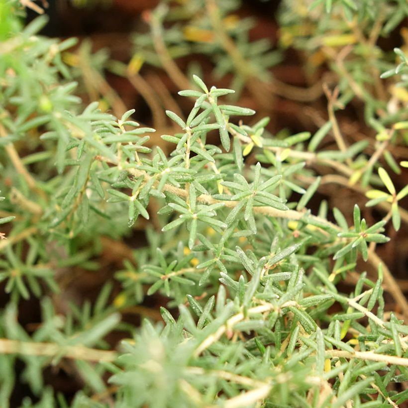 Erica canaliculata - Brezo de turbera (Follaje)